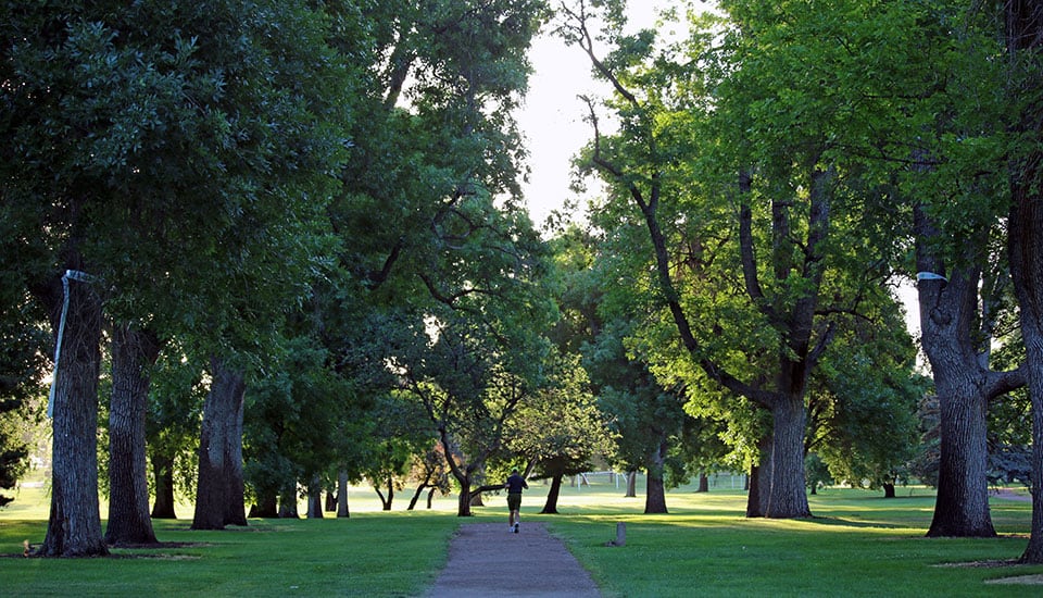 Ash Trees